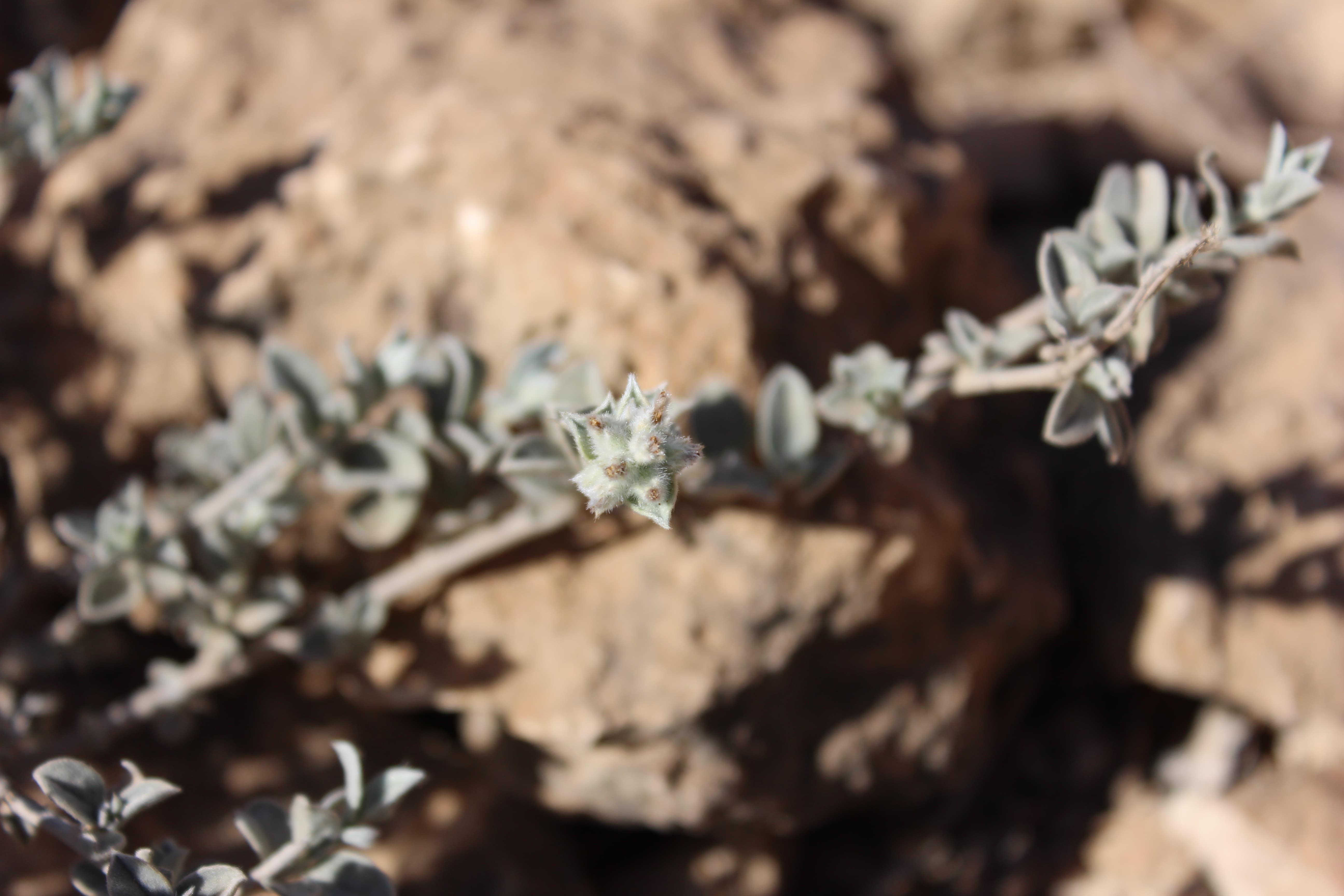 Plant Image